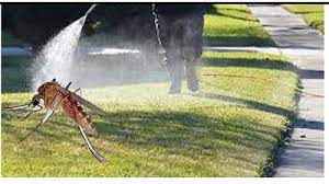Mosquitoes Pest Control